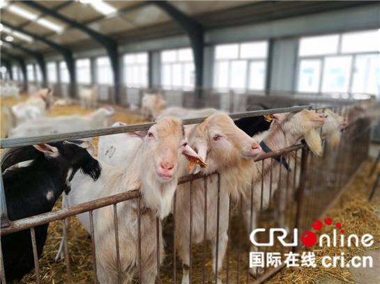 杨凌“大学推广模式”获赞 助力陇县打造百亿生态乳都